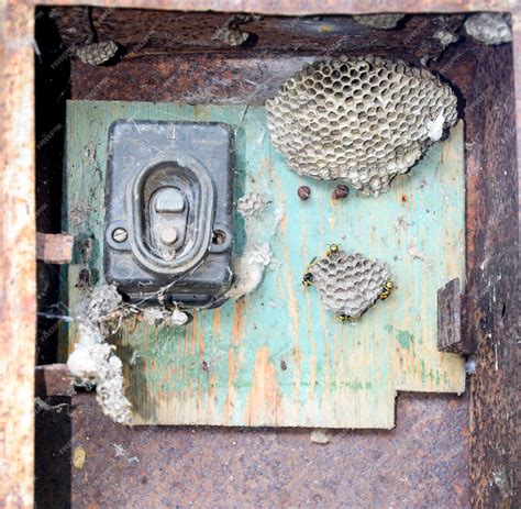 wasp nest in electrical box|wasps in electrical panels.